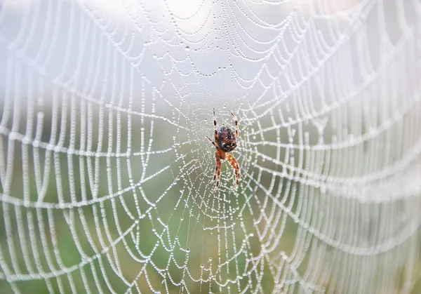 Spinnennetz — Stockfoto