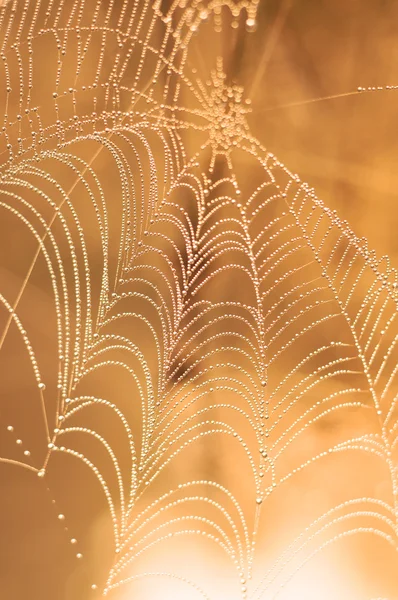 Spider web — Stock Photo, Image