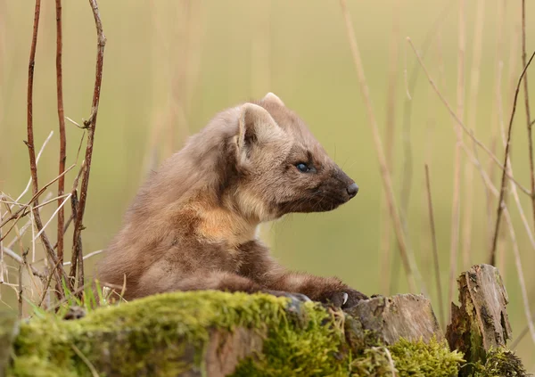 Pine marten — Stock Photo, Image