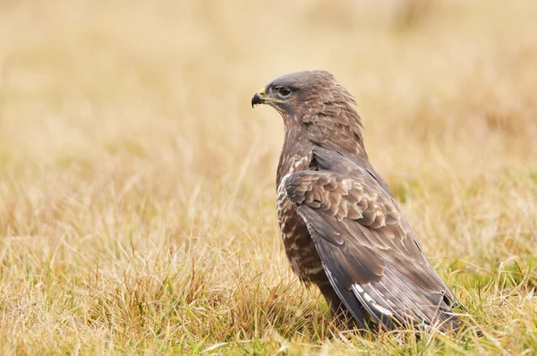 Common buzzard — Stock Photo, Image