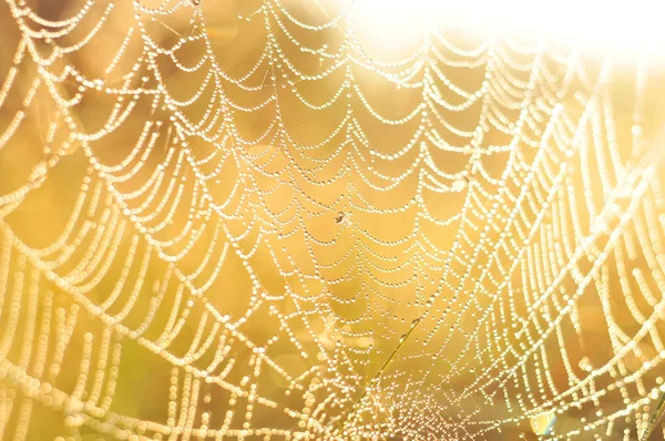 Spider web — Stock Photo, Image