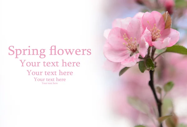 Spring flowers — Stock Photo, Image