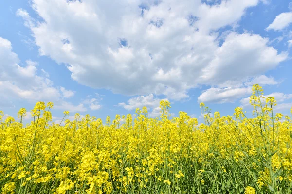 Summer landscape — Stock Photo, Image