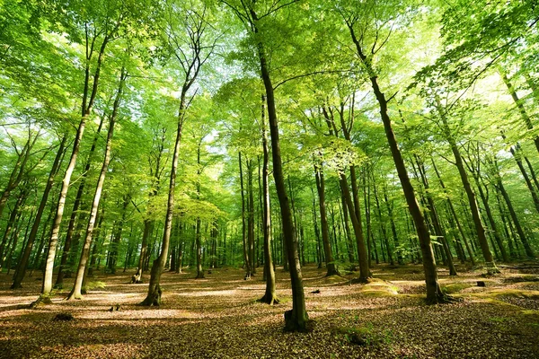 Skog — Stockfoto