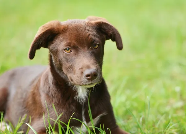 Young dog — Stock Photo, Image