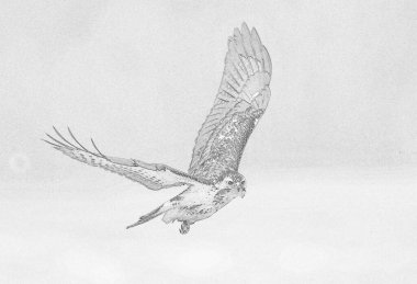 Yaygın akbaba (Buteo buteo) çizimi