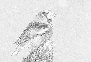 Hawfinch (Coccothraustes coccothraustes) çizimi