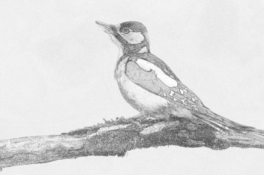 Büyük Benekli Ağaçkakan (Dendrocopos major) çizimi