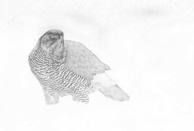 Kuzey karabinası (Accipiter gentilis) çizimi