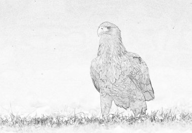 Beyaz kuyruklu kartal (Haliaeetus albicilla) çizimi