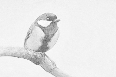 Great tit (Parus major) sketch image