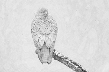 Yaygın akbaba (Buteo buteo) çizimi