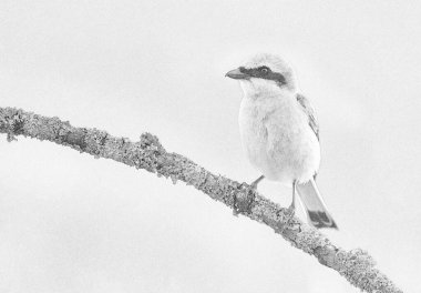 Kırmızı sırtlı Shrike (Lanius Collurio) skeci
