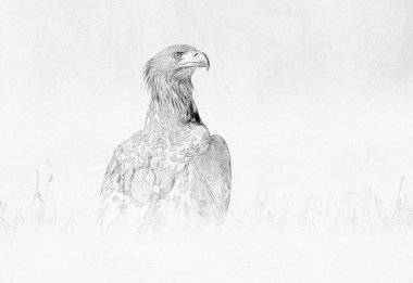 Beyaz kuyruklu kartal (Haliaeetus albicilla) çizimi