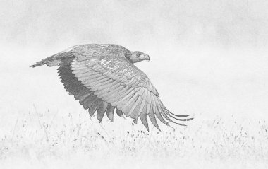 Beyaz kuyruklu kartal (Haliaeetus albicilla) çizimi