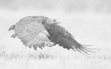 Beyaz kuyruklu kartal (Haliaeetus albicilla) çizimi