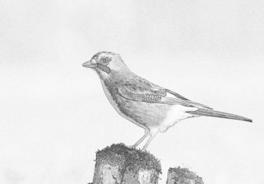 Avrasyalı Jay (Garrulus glandarius) çizimi