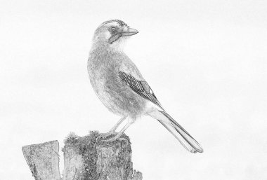 Avrasyalı Jay (Garrulus glandarius) çizimi