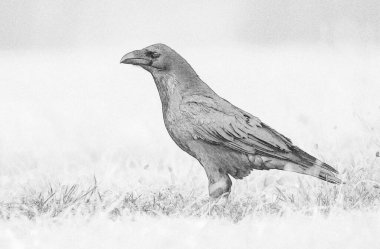 Raven (Corvus corax) çizim resmi