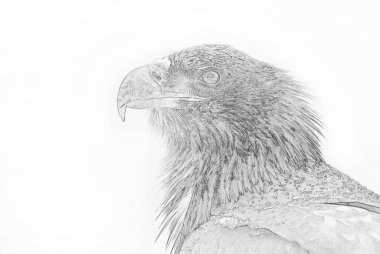 Beyaz kuyruklu kartal (Haliaeetus albicilla) çizimi