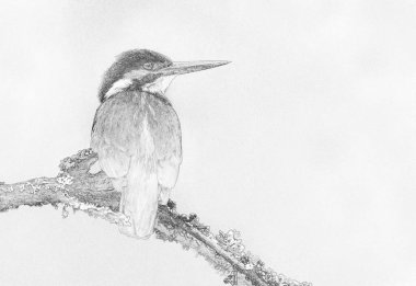 Kingfisher (Alcedo) yakın plan - skeç