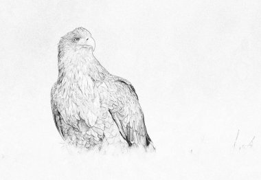 Beyaz kuyruklu kartal (Haliaeetus albicilla) çizimi