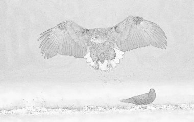 Beyaz kuyruklu kartal (Haliaeetus albicilla) çizimi