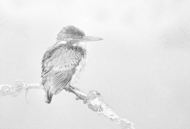 Kingfisher (Alcedo) yakın plan - skeç