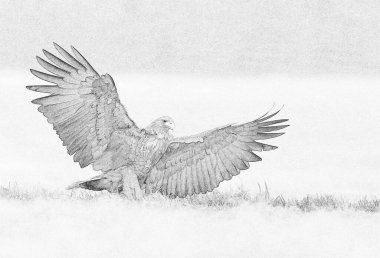 Beyaz kuyruklu kartal (Haliaeetus albicilla) çizimi