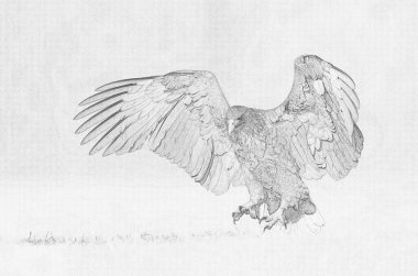 Beyaz kuyruklu kartal (Haliaeetus albicilla) çizimi