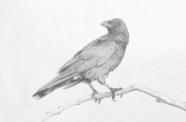 Raven (Corvus corax) - resim çiz