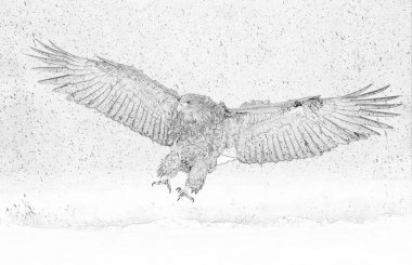 Beyaz kuyruklu kartal (Haliaeetus albicilla) çizimi