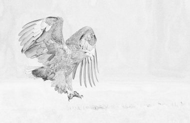 Beyaz kuyruklu kartal (Haliaeetus albicilla) çizimi