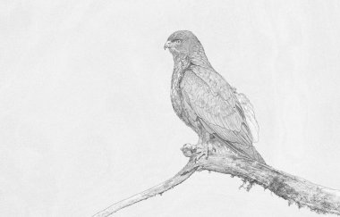 Yaygın akbaba (Buteo buteo) çizimi