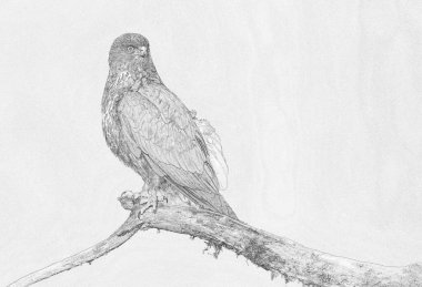 Yaygın akbaba (Buteo buteo) çizimi