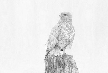 Yaygın akbaba (Buteo buteo) çizimi