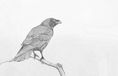 Raven (Corvus corax) - resim çiz