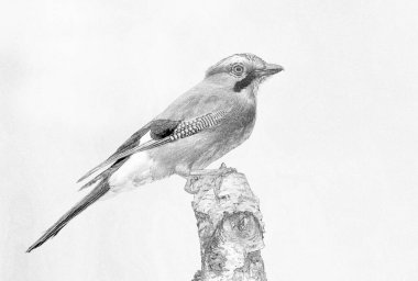 Avrasyalı Jay (Garrulus glandarius) - çizim