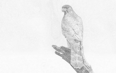 Genç Atmaca (Accipiter gentilis)