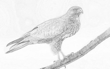 yaygın akbaba (Buteo buteo)