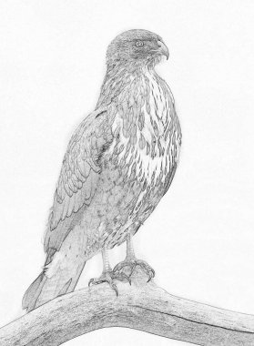 Bayağı atmaca (Accipiter nisus)