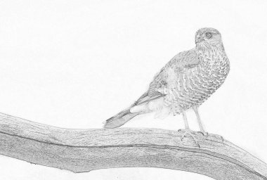 Bayağı atmaca (Accipiter nisus)