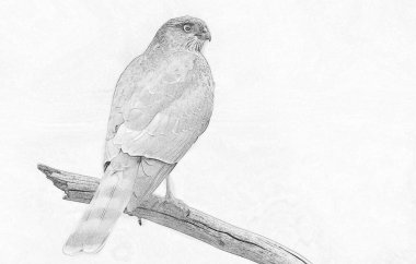 Bayağı atmaca (Accipiter nisus)
