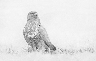 Yaygın akbaba (Buteo buteo) - çizim