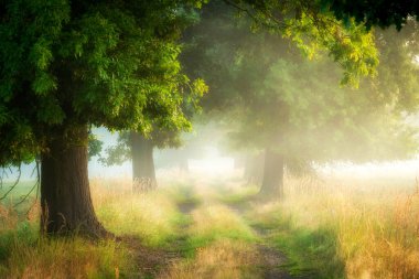 Oaks Bulvarında güzel sisli bir sabah