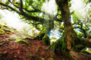 Sihirli ormanda güneşli güzel bir sabah