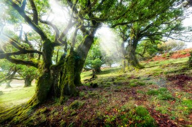 Sihirli ormanda güneşli güzel bir sabah