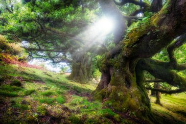 Sihirli ormanda güneşli güzel bir sabah