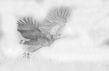 Beyaz kuyruklu kartal (Haliaeetus albicilla) - çizim
