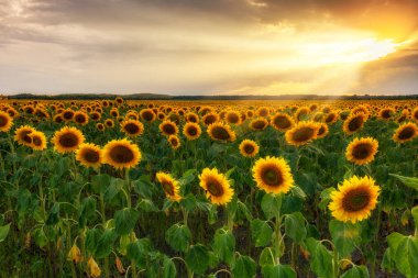 Ayçiçeği tarlasında güzel gün batımı